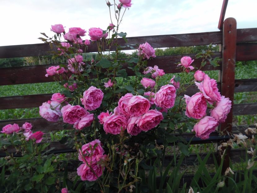  - 000 Iunie in gradina