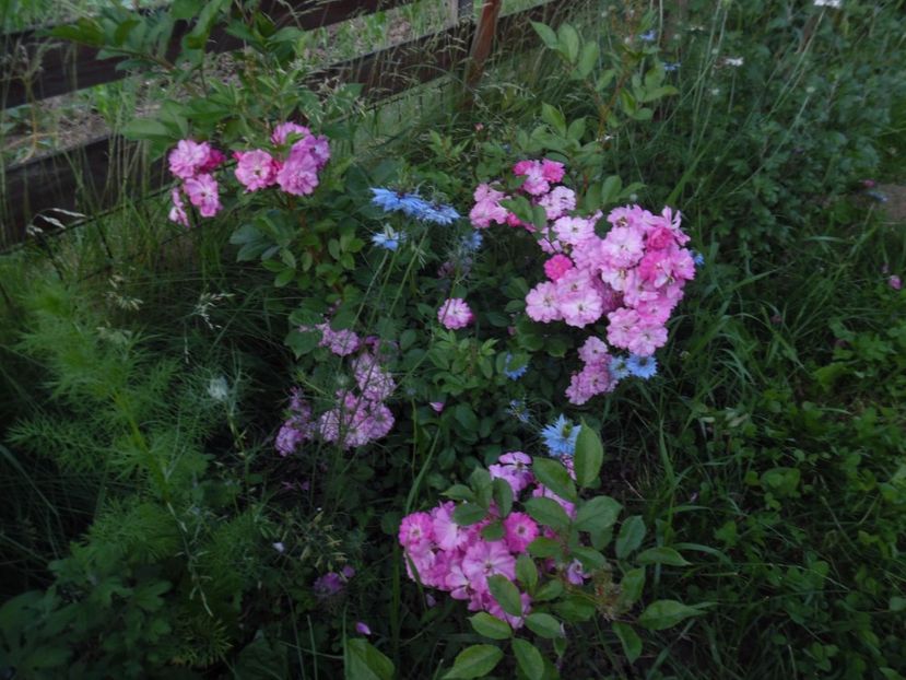  - 000 Iunie in gradina