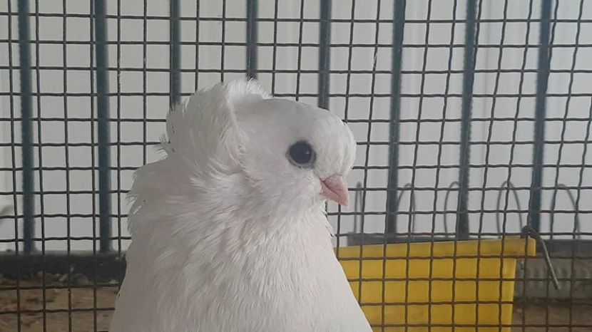 audi 16.06.2017 - pui 2017