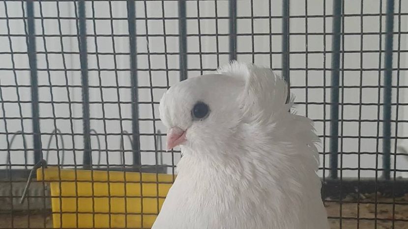 audi 16.06.2017 - pui 2017