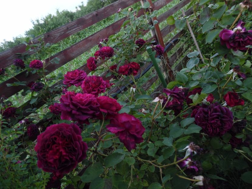  - 000 Iunie in gradina