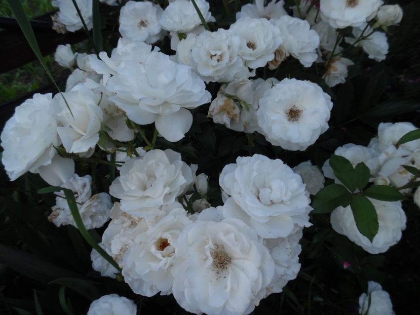  - 000 Iunie in gradina