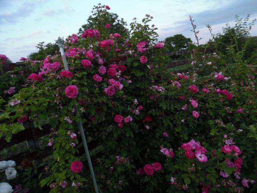  - 000 Iunie in gradina