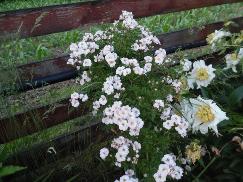  - 000 Iunie in gradina