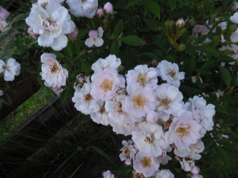  - 000 Iunie in gradina