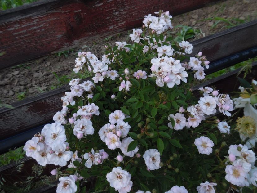  - 000 Iunie in gradina