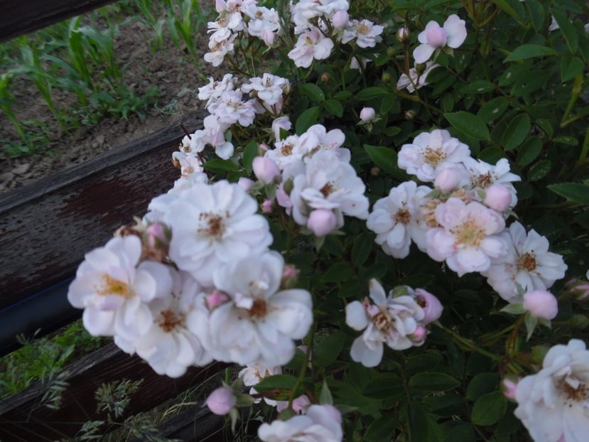  - 000 Iunie in gradina