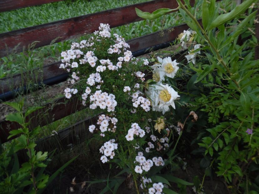  - 000 Iunie in gradina