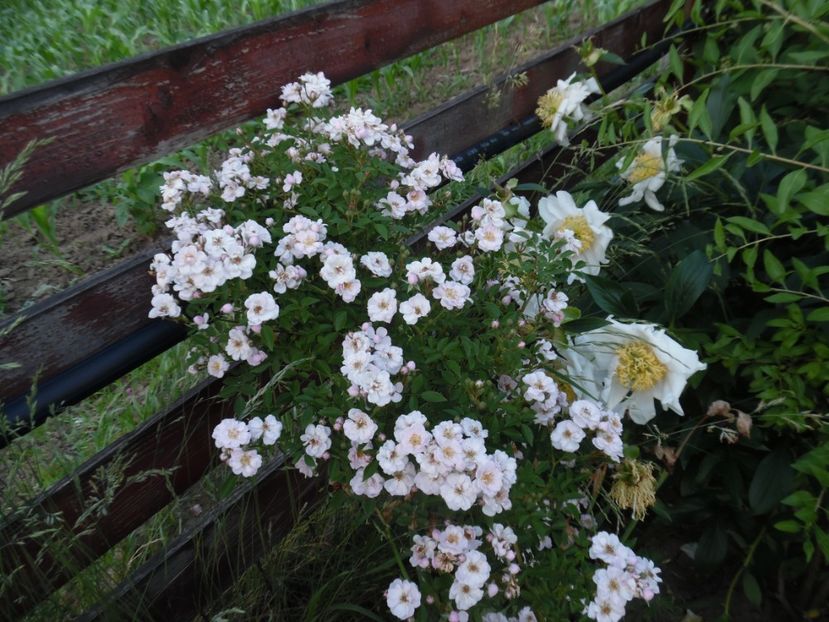  - 000 Iunie in gradina