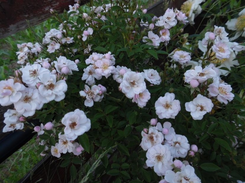  - 000 Iunie in gradina