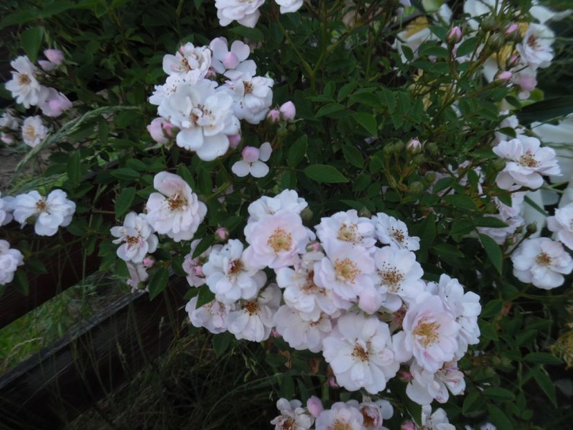  - 000 Iunie in gradina