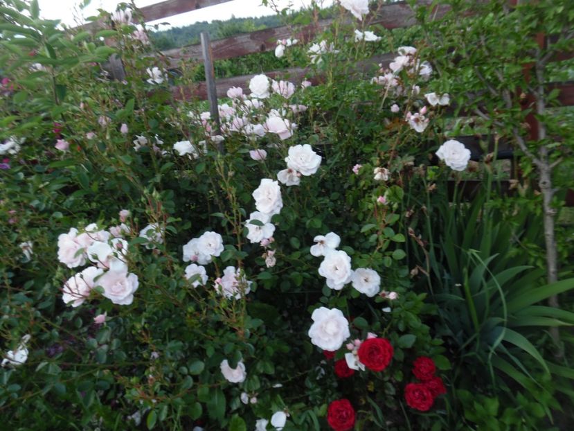  - 000 Iunie in gradina