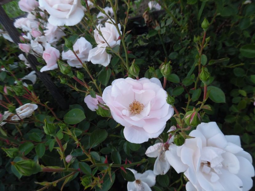  - 000 Iunie in gradina