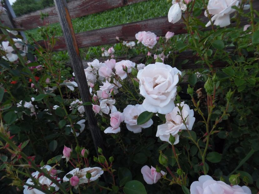  - 000 Iunie in gradina