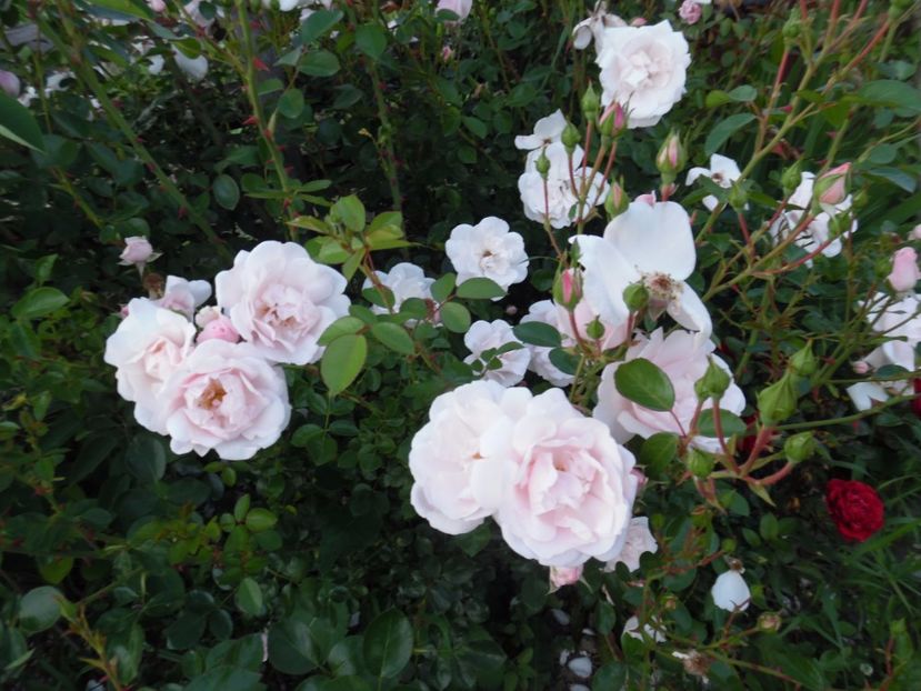  - 000 Iunie in gradina