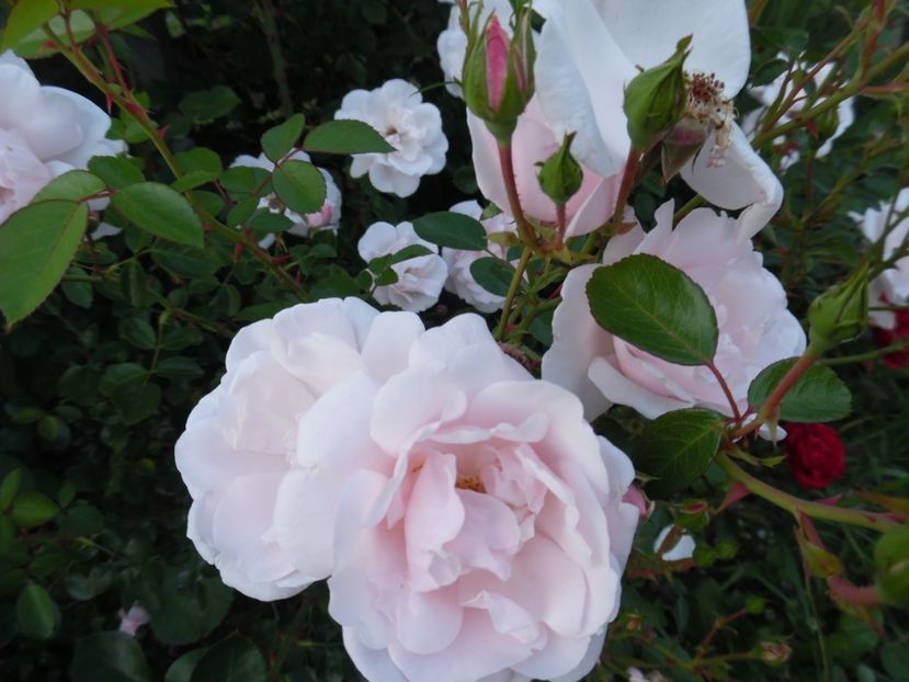  - 000 Iunie in gradina