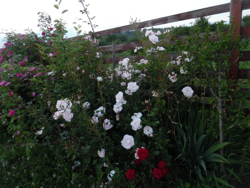  - 000 Iunie in gradina