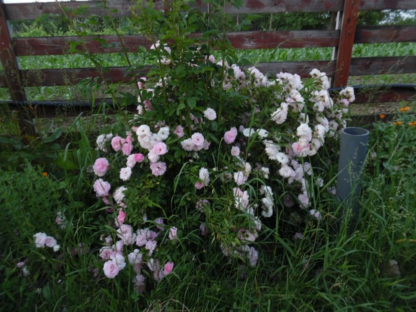  - 000 Iunie in gradina