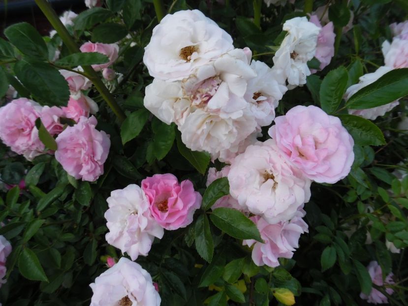  - 000 Iunie in gradina