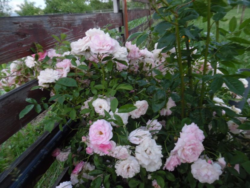  - 000 Iunie in gradina