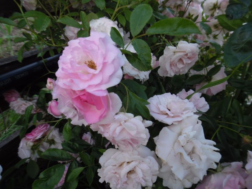  - 000 Iunie in gradina