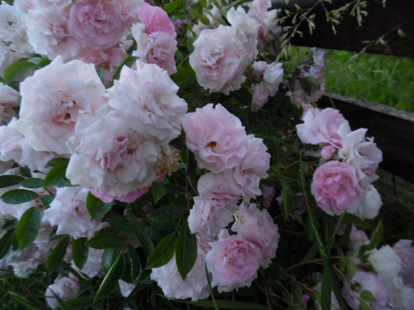  - 000 Iunie in gradina