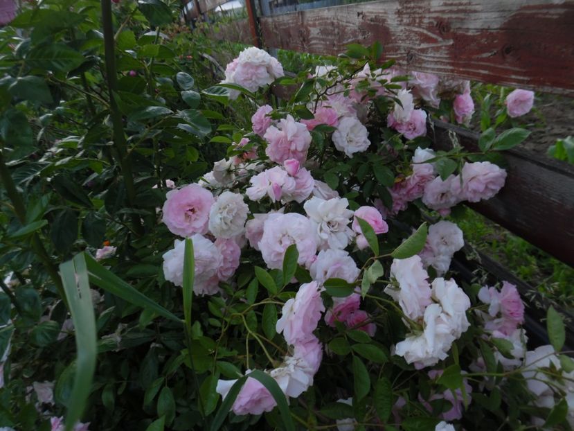  - 000 Iunie in gradina