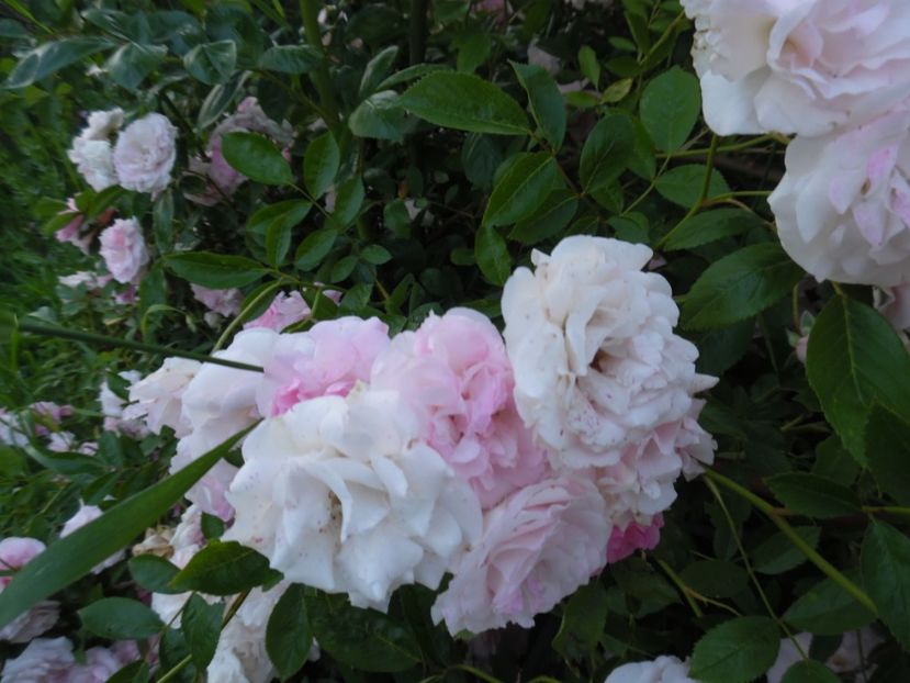  - 000 Iunie in gradina