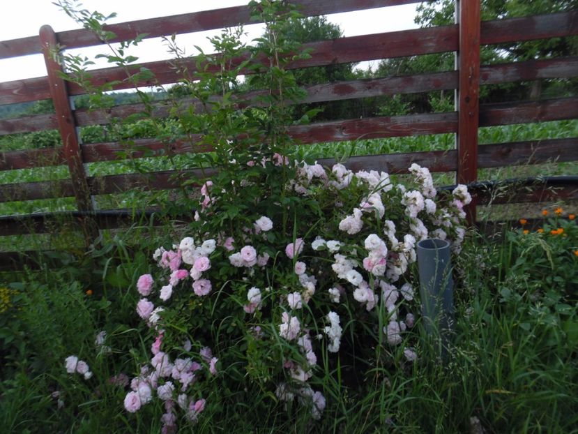  - 000 Iunie in gradina