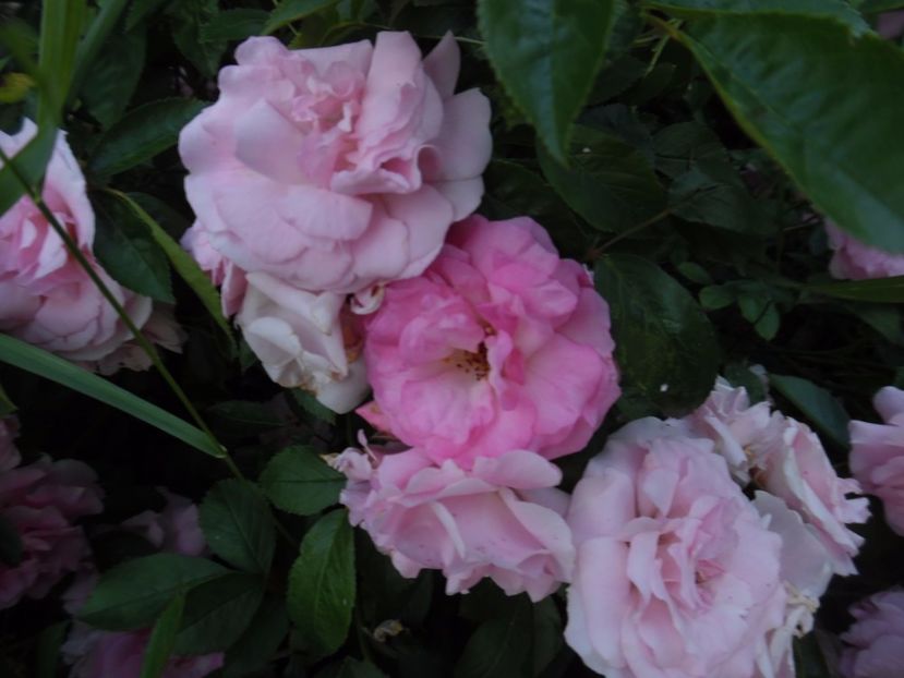  - 000 Iunie in gradina