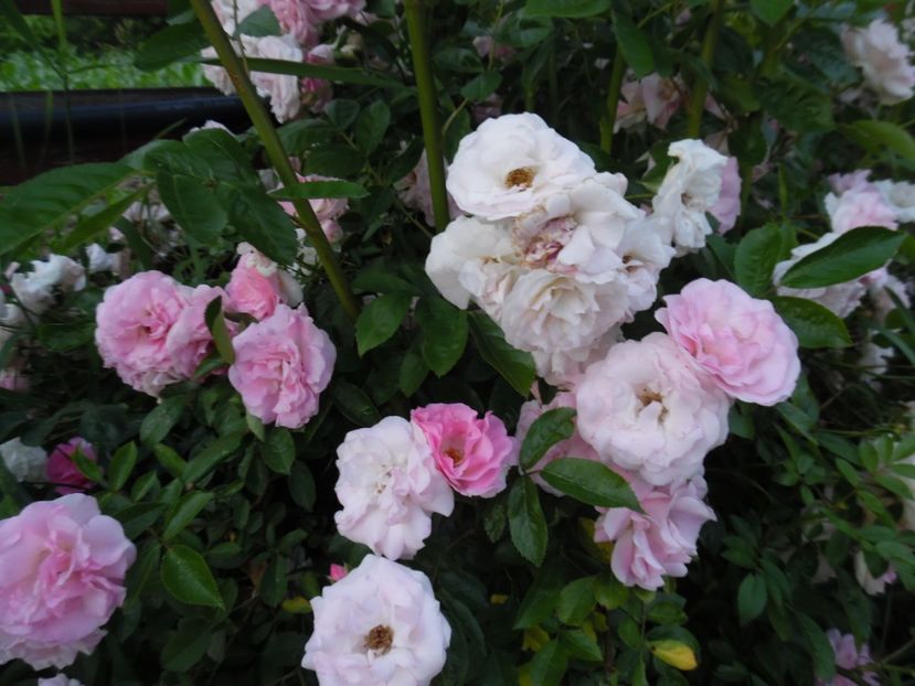  - 000 Iunie in gradina