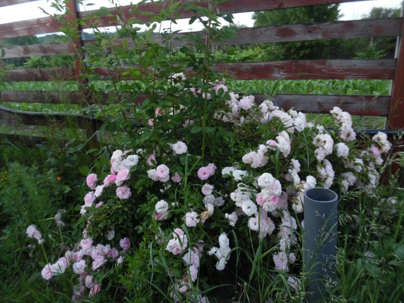  - 000 Iunie in gradina