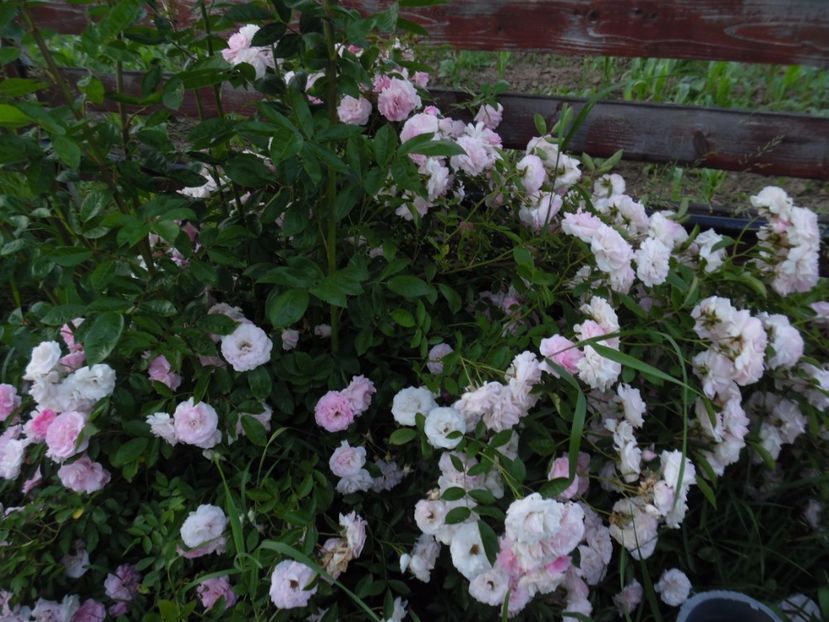  - 000 Iunie in gradina