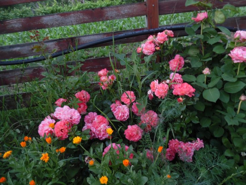  - 000 Iunie in gradina