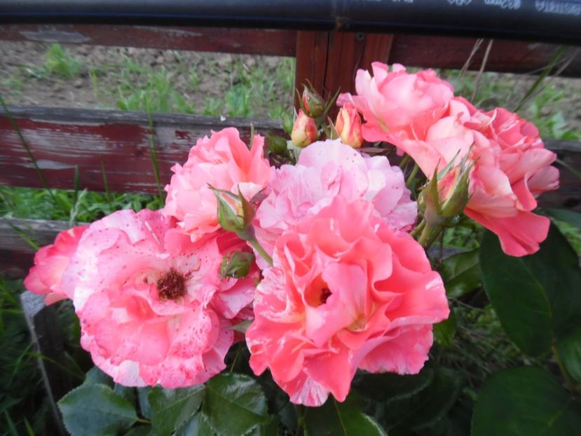  - 000 Iunie in gradina