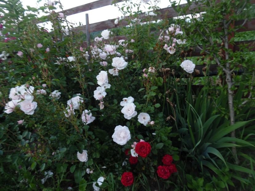  - 000 Iunie in gradina