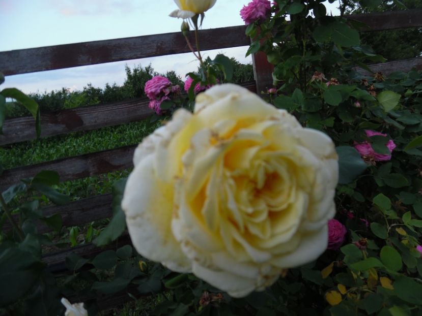  - 000 Iunie in gradina