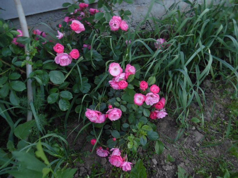  - 000 Iunie in gradina
