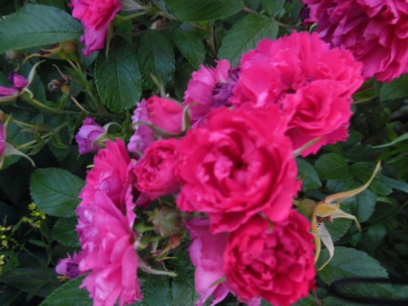  - 000 Iunie in gradina