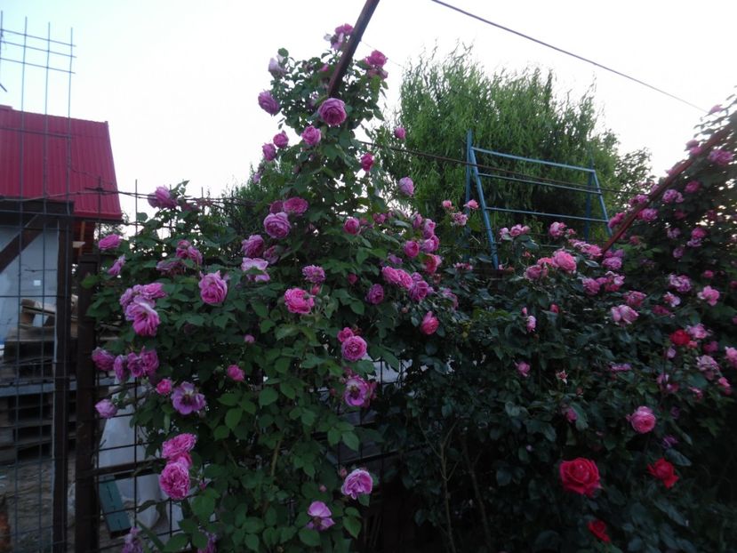  - 000 Iunie in gradina