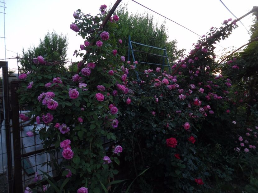  - 000 Iunie in gradina