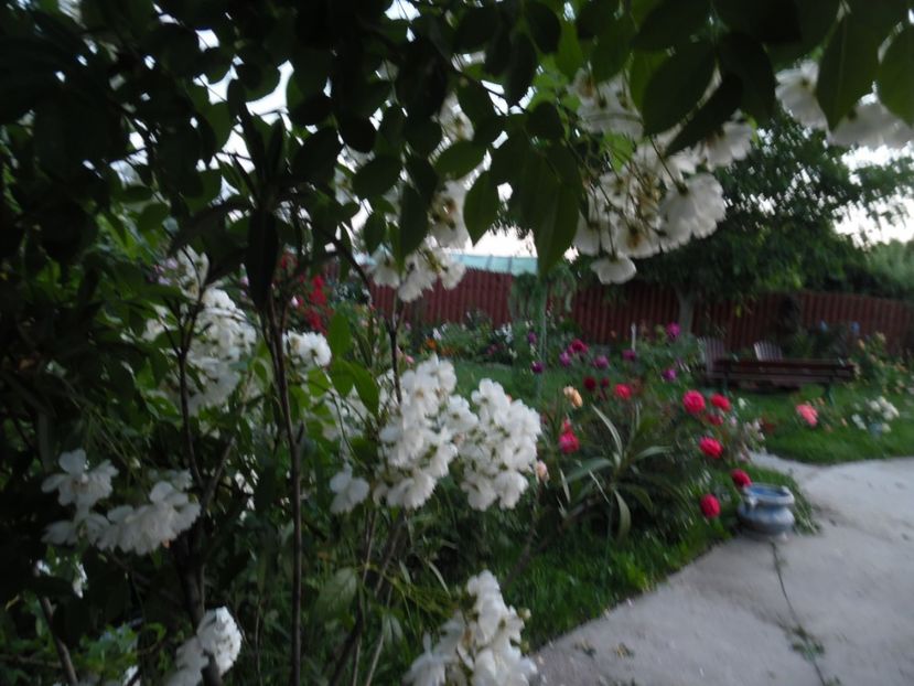  - 000 Iunie in gradina