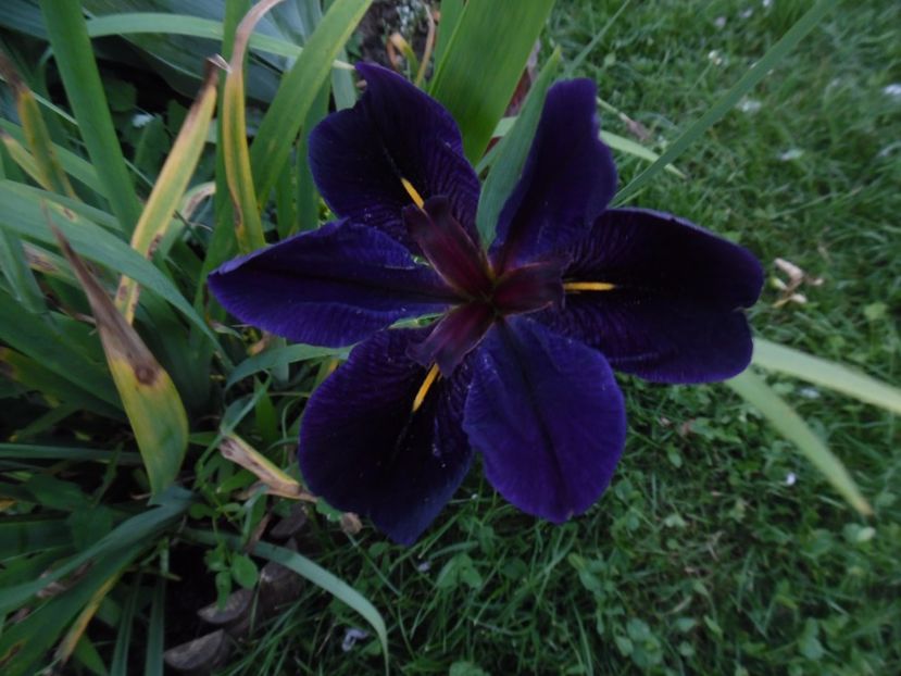  - 000 Iunie in gradina