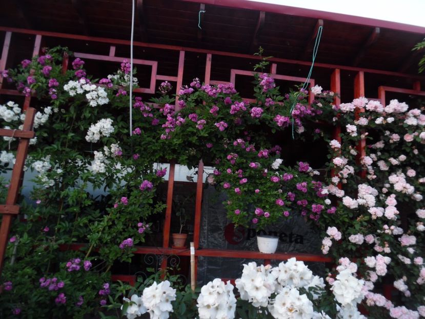  - 000 Iunie in gradina