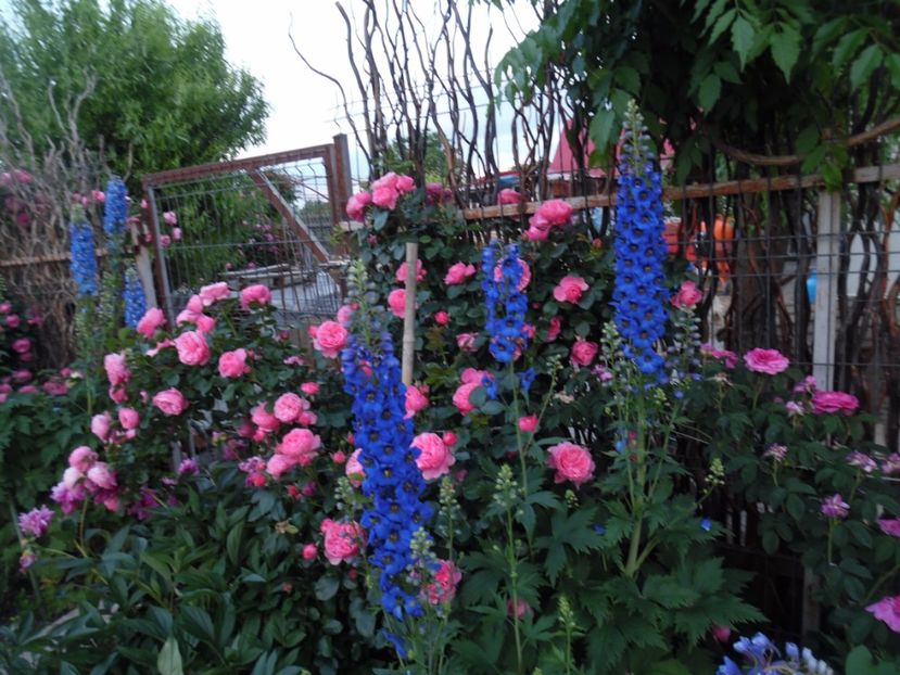  - 000 Iunie in gradina