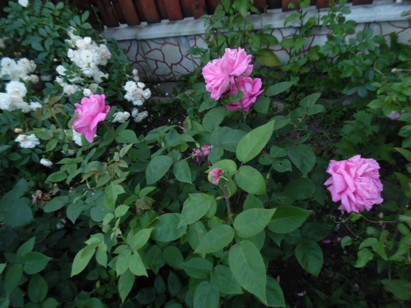  - 000 Iunie in gradina