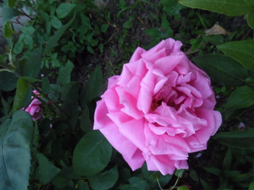  - 000 Iunie in gradina