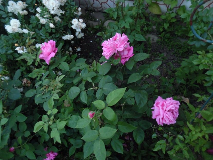  - 000 Iunie in gradina