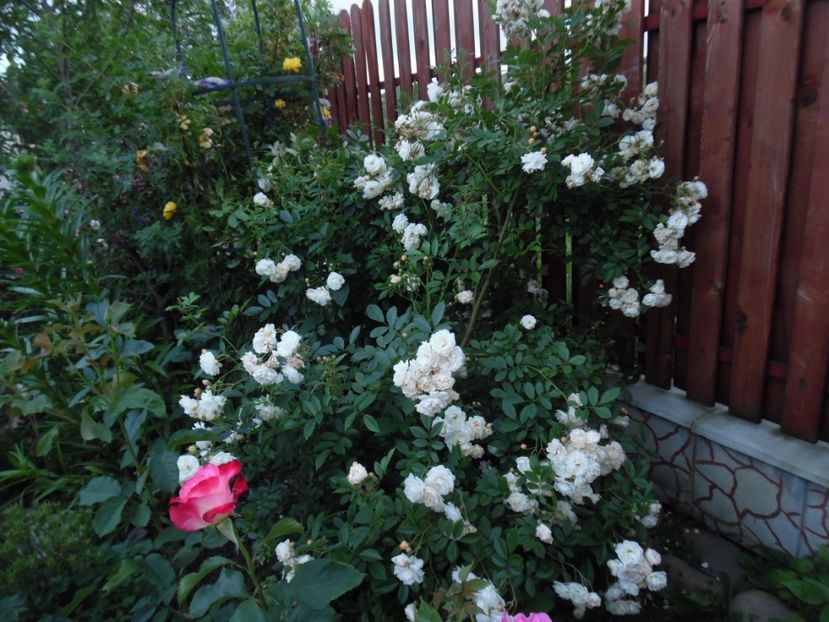  - 000 Iunie in gradina