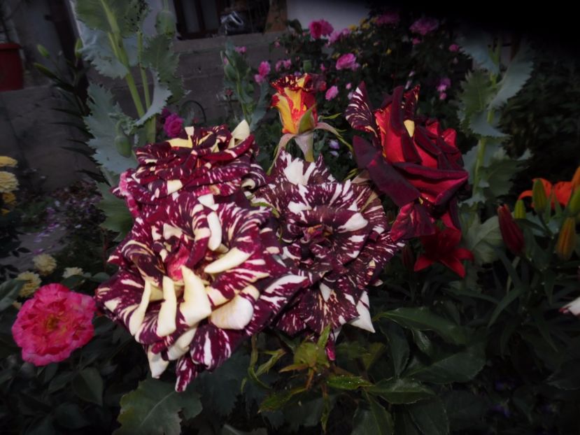  - 000 Iunie in gradina